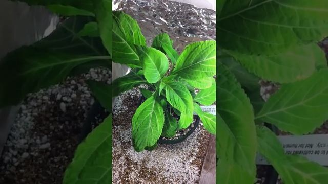 Salvia Divinorum Aka Diviner's Sage