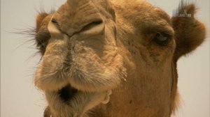 В дебрях Африки 13 серия «Эфиопия — Земля контрастов» (документальный сериал, 2010)