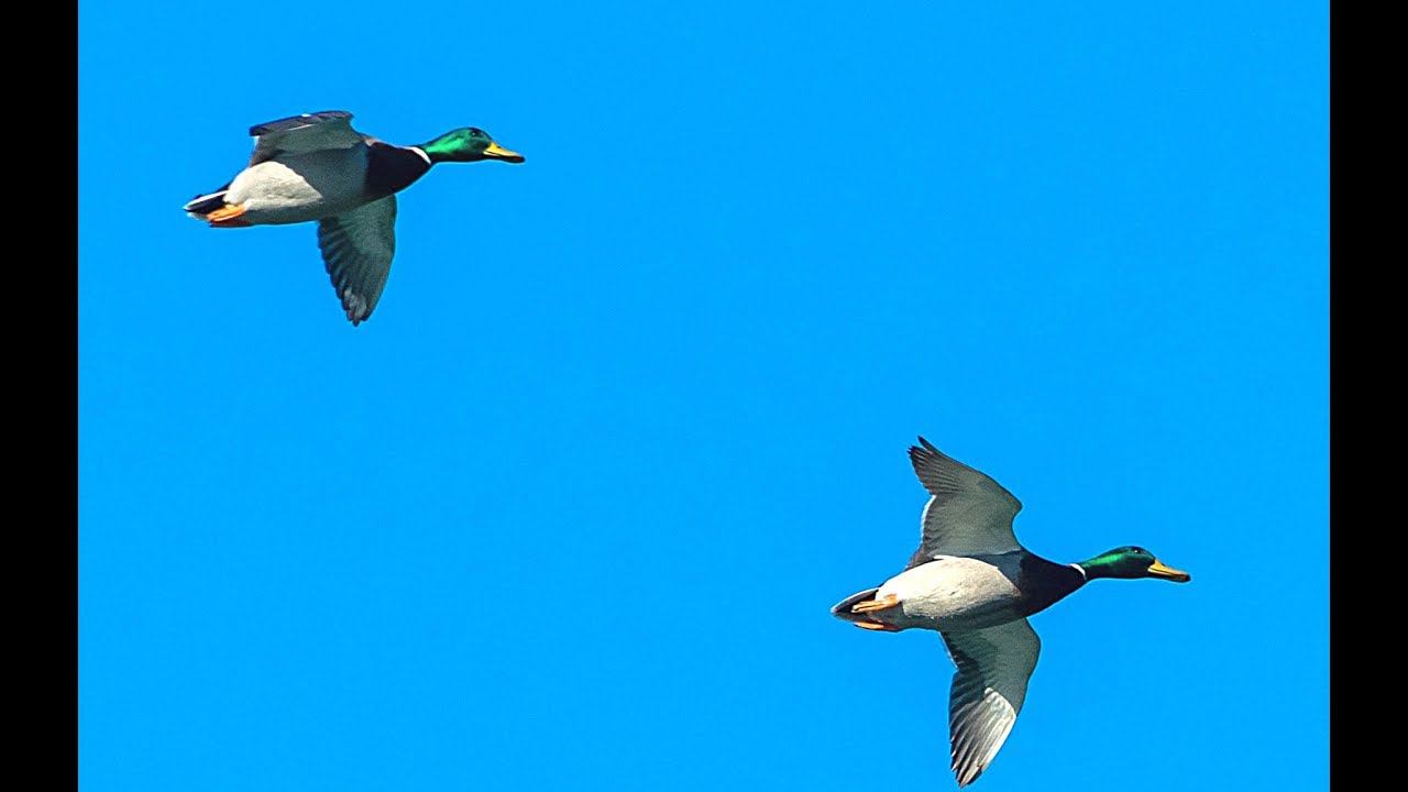 Охота на утку. Секретное место. Один выстрел - две утки. Охота на уток 2018. МР-153 смотреть онлайн