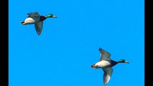 Охота на утку. Секретное место. Один выстрел - две утки. Охота на уток 2018. МР-153