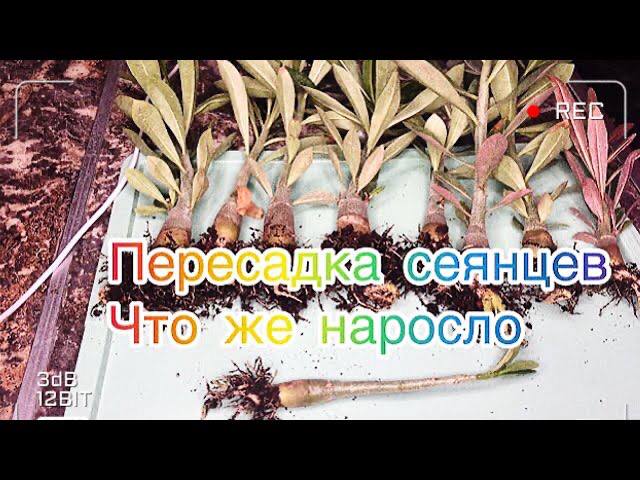 Адениум. Пересадка сеянцев адениума. Мои марафонцы) смотреть онлайн