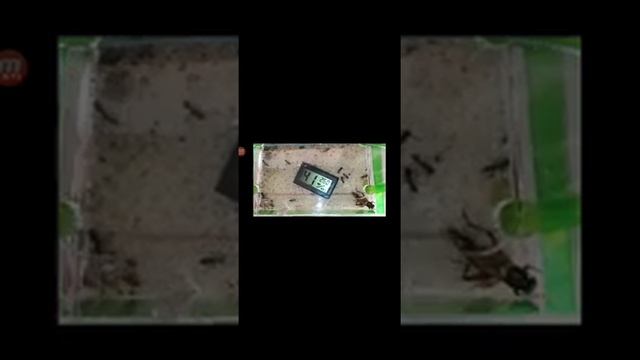 Сверчок в деле (и одна битва медведки)! Сверчок против паука, сольпуги, и даже ящерицы! смотреть онлайн