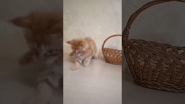 Мейн-кун Лаврентий, 1,5 месяца смотреть онлайн