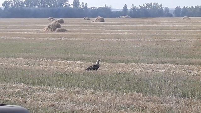 Большой птичка! смотреть онлайн