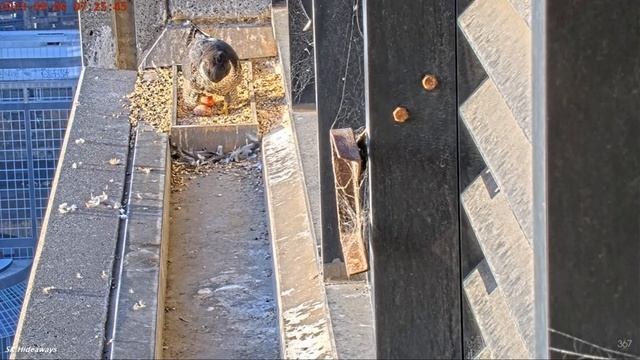 367 Collins Falcons: Mum wiggles egg #2 out in style ?? 2023 Sep 6 смотреть онлайн