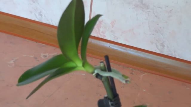 Обзор детки. В ожидании третьего корешка.. смотреть онлайн