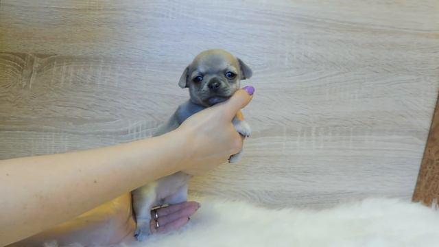 ЧИХУА - ДЕВОЧКА ГОЛУБАЯ ( МАРИ МИСТИК ) ПРОДАЖА ЩЕНКОВ смотреть онлайн