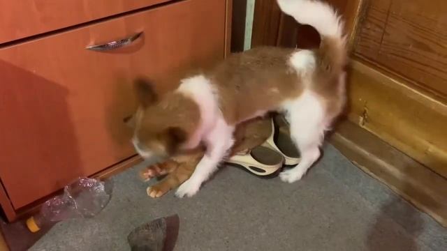 DIY. ДРТ Мирта и Рыжий.Jack Russell puppy. смотреть онлайн