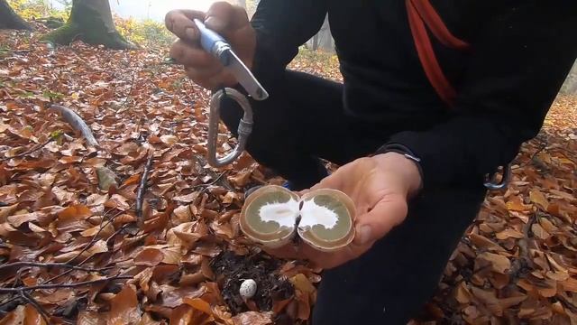 BU NASIL BİR MANTAR ?? Phallus hadriani смотреть онлайн