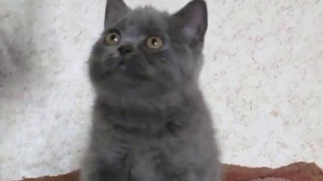 Британская кошечка Грета, 2,5 месяца смотреть онлайн