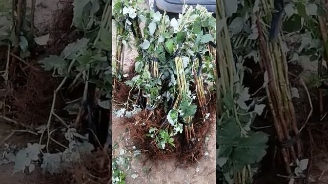 Малина Брусвяна ремонтаная. Витаминная бомба смотреть онлайн