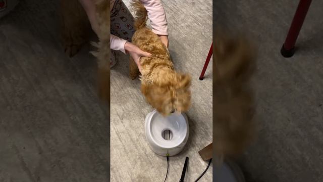 Автоматическая катапульта для собак.