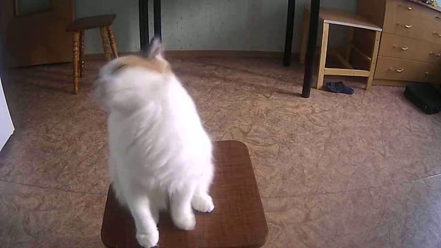 Кошка ест с рук смотреть онлайн