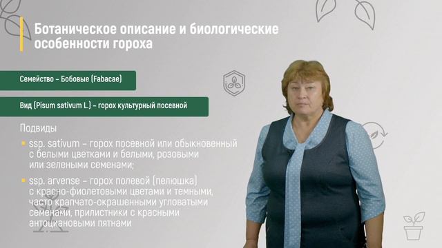 6 2 Горох смотреть онлайн
