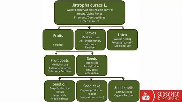 Jatropha curcas !! Taxonomic description and uses !! Future Prospective for Biodiesel смотреть онлайн