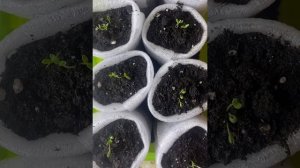 Гипсофила взошла щеткой. Что дальше.