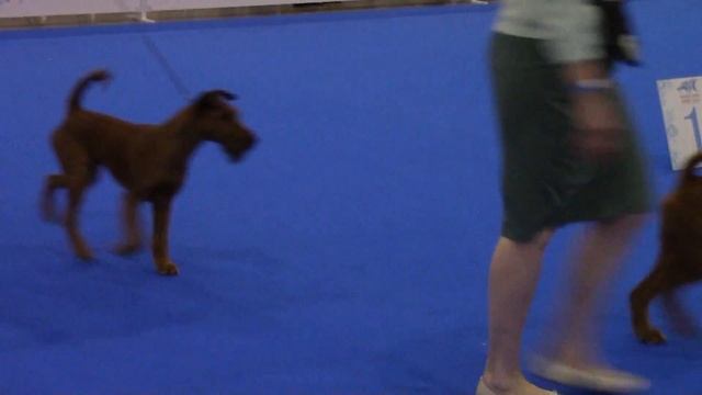 Ирландские терьеры : World dog show 2016 Moskow смотреть онлайн