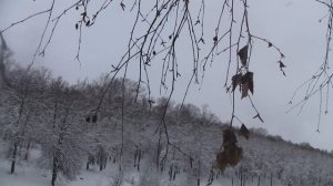 Как вырастить берёзу. Сбор семян. Часть 1