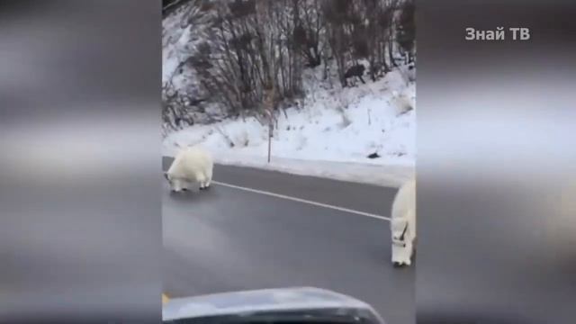 ГОРНЫЕ КОЗЛЫ эти ребята плюют на законы физики несмотря на копыта! смотреть онлайн