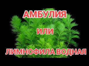 АМБУЛИЯ ИЛИ ЛИМНОФИЛА ВОДНАЯ. СОДЕРЖАНИЕ В АКВАРИУМЕ