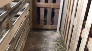 Готовимся к зимовке. Козлятник своими руками. Новоселье у коз