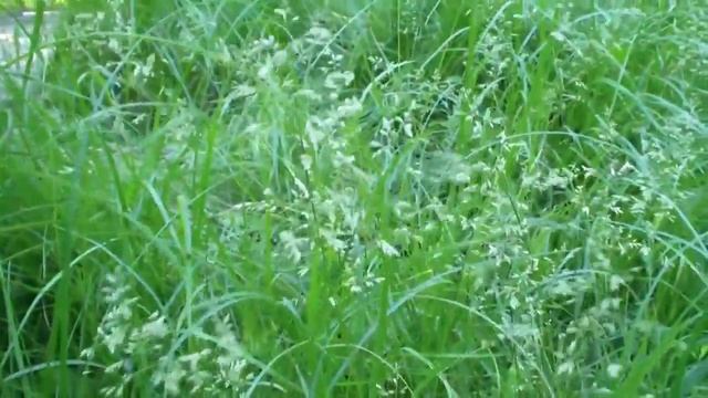 Времена года.mp4 смотреть онлайн