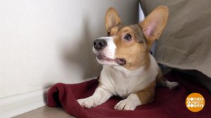 Чтобы собака не пугалась салюта... Доброе утро. Суббота. Фрагмент выпуска от 17.12.2022