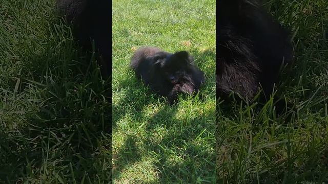 Продажа😃Питомник Йорк & Шпиц.Elite Pets,Крым, Евпатория 🌞Вопросы +79788972514 Доставка возможна 🥰 смотреть онлайн