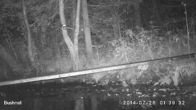 Норка американская Висимский заповедник смотреть онлайн