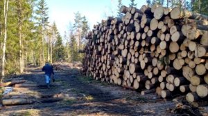 Бесплатный лес от государства на строительство! Не питайте иллюзий!