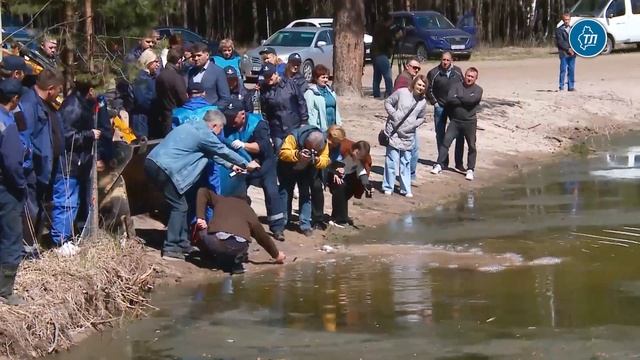 Мальков белого амура и карпа выпустили в озеро Бирюзовое сотрудники тюменского водоканала смотреть онлайн