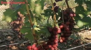 Виноград Пёстрый 2022г