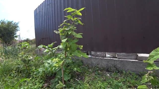 Пять месяцев как переехали. Вышла загорать с мотыгой. смотреть онлайн