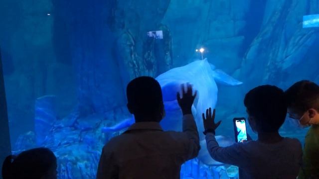Океанариум в Валенсии Oceanografic. Шоу дельфинов в Испании. смотреть онлайн
