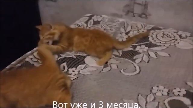 #Детство и юность рыжих котят И какие выросли Мир домашних кошек смотреть онлайн