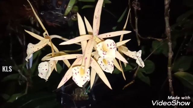 BRASSOCATTLEYA Yellow Bird ( Brassovola NODOSA X Brassocattleya Richard Muller )