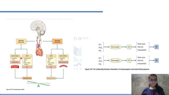 Cardiovascular System lecture 3|| D.PHARM FIRST YEAR|| DD pharma || Exit Exam смотреть онлайн