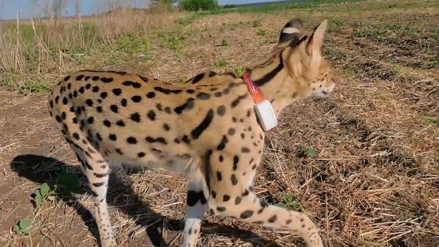 СЕРВАЛ Лексус на Свободе смотреть онлайн