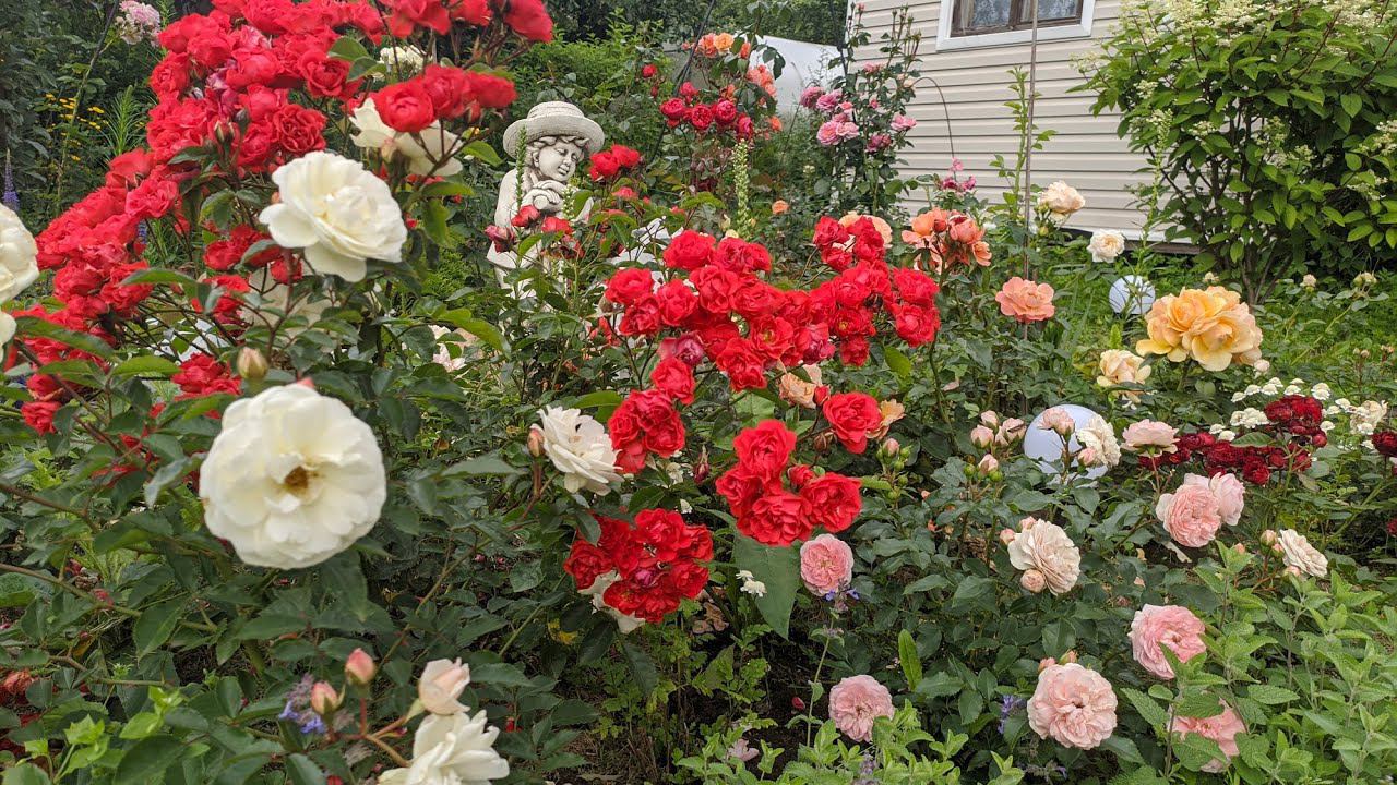 Пересаживаю розы смотреть онлайн