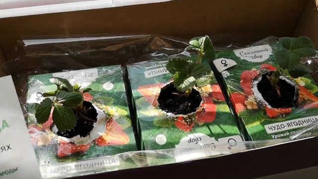 Домашняя ягодница Кладовая природы - Клубничная грядка на подоконнике - Чудо ягодница смотреть онлайн