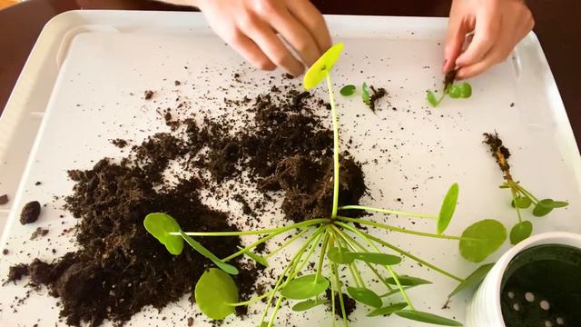 How to Rehab Grocery Store Plants 🍃🚑 // Real & Rooted смотреть онлайн