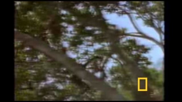 Паукообразная обезьяна смотреть онлайн