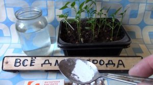 Подкормка Перца Янтарной кислотой для Мощных корнец и рассады