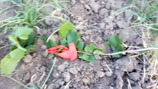 горизонтальные отводки/фундук/ЭКСПЕРИМЕНТ,СЕКРЕТЫ!!! смотреть онлайн