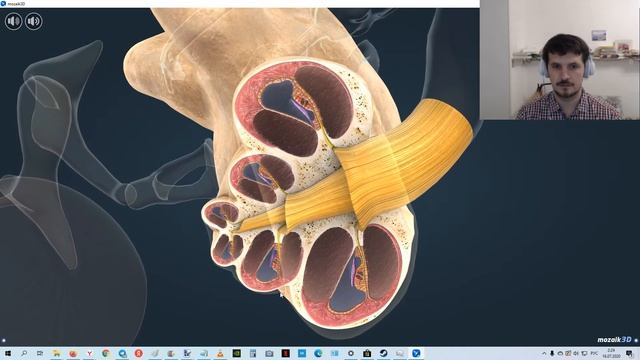 Как устроено человеческое УХО ? 3D анимация. смотреть онлайн