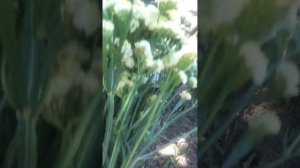 СУХОЦВЕТЫ 25.06.23(статица,гелихрихум)срезка