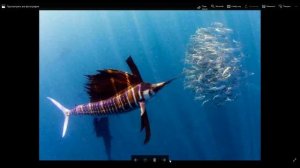 Рыба меч и рыба парусник самые быстрые рыбы мирового океана.