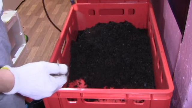 Разведение червя. Месяц спустя смотреть онлайн