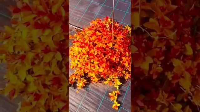 Спирея Дабл Плей Биг Бэнг(Double Play Big Bang) «Двойная Игра Большого Взрыва» ☎️8-926-645-46-99 смотреть онлайн