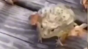 Лягушка смеется и прыгает 10 часов